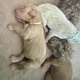 Goldendoodle Puppies from 4H Doodles