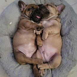 French Bulldog Puppies from Who's Your Bulldog? Kennel