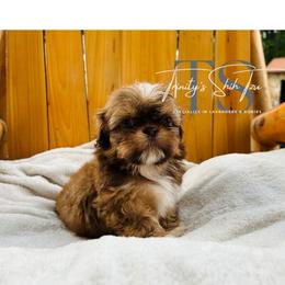 Shih Tzu Puppies from Trinity Shih Tzu