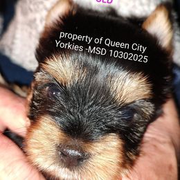 Willow - Black and tan female Yorkshire Terrier puppy in Charlotte, North Carolina from Queen City Yorkies