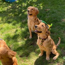 Golden Retrievers from BellaRosa Legacy Goldens