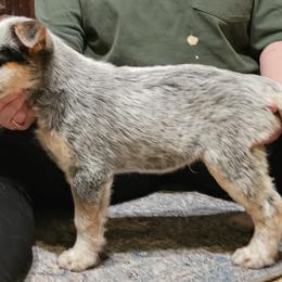 Charlie - Blue speckled male Australian Cattle Dog puppy in Sneedville, Tennessee from JoAnn's Australian Cattle Dogs