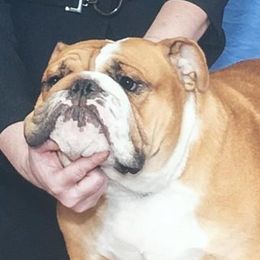 Time Keeper - Bulldog