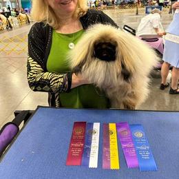 Teddy - Pekingese