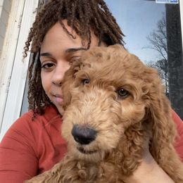 Goldendoodle Puppies from Golden Cuddle Pups