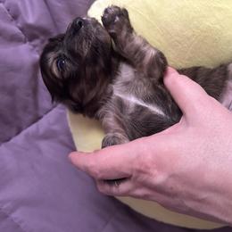 Brindle girl 2 - Brindle female Dachshund puppy in Wolf Lake, Indiana from Canisteo Dachshunds