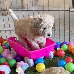 Goldendoodle Puppies from Grace of God Goldendoodles