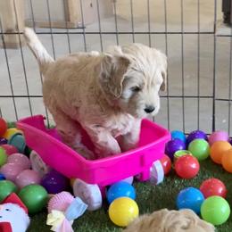 Goldendoodle Puppies from Grace of God Goldendoodles