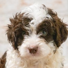 Brownie - Brown and white male Aussiedoodle puppy in Tucson, Arizona from Ever After Doodles Arizona