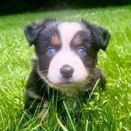 Girl 2 - Black tri female Miniature Australian Shepherd puppy in Turner, Maine from Bear Pond Aussies / Leonbergers of Maine