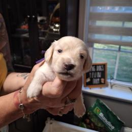 Number One Male- Purple - Cream male Dachshund puppy in Gordon, Georgia from Long Dogs Yellow Farm