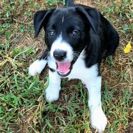Beth (Puppy 2 -Female) - Black and white female Border Collie puppy in Danielsville, Georgia from MABorderCollies