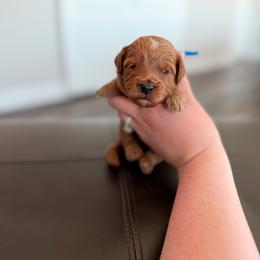 Biscuit - Red  male Goldendoodle puppy in Billings, Montana from Montana Raised Doodles