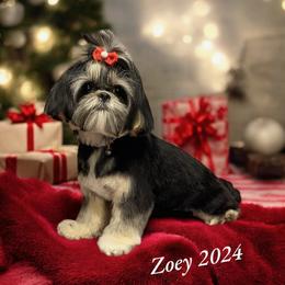 Shih Tzu All Grown Up from Southwest Shih Tzu