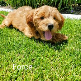 Goldendoodle Puppies from Brulee Doodles