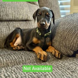 Boy 2 - Black and rust male Doberman Pinscher puppy in Lake City, Florida from Paintedcrazy Doberman Pinchers