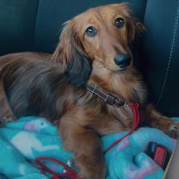 Dachshund All Grown Up from Aradox Show Dogs