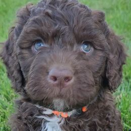 Orange Collar Boy - Portuguese Water Dog puppy from Utah Lake Porties