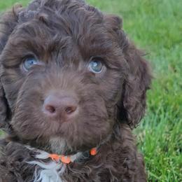 Orange Collar Boy - Portuguese Water Dog puppy from Utah Lake Porties