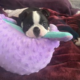 Boy 2 - Black brindle and white male Boston Terrier puppy in Gaithersburg, Maryland from Big Bang Bostons
