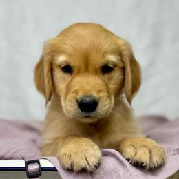 Miss Lavender - Golden female Golden Retriever puppy in Tonasket, Washington from Denzil’s Goldens