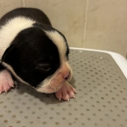 Sam - Black and white female Boston Terrier puppy in Spartanburg, South Carolina from Sassy Pap Farms