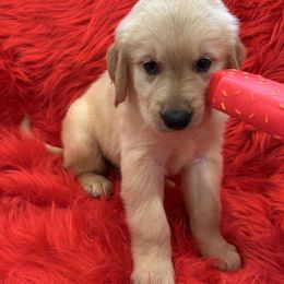 Golden Retriever Puppies from American True Golden retriever