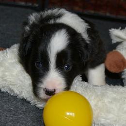 Furlong - Black and white female Border Collie puppy in Olney, Illinois from Heronwood Border Collies