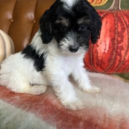 Dark blue collar male - Phantom male Goldendoodle puppy in Ottawa, Ohio from Simply Beautiful Goldendoodles