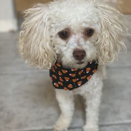 Jade - Poodle