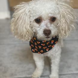 Jade - Poodle