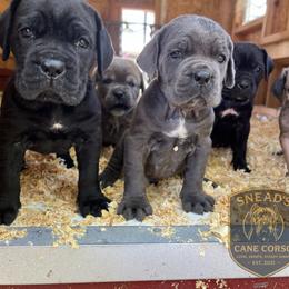 Cane Corso puppies from Snead’s Cane Corso Kennel