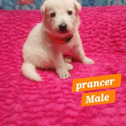 Prancer (Orange) - White male German Shepherd puppy in Bedias, Texas from TiPi S Ranch's German Shepherds