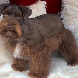 Red - Miniature Schnauzer