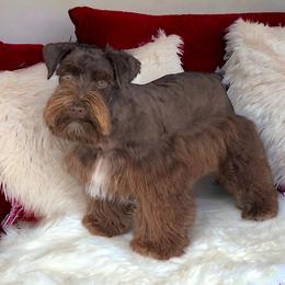 Red - Miniature Schnauzer
