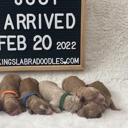 Australian Labradoodle Puppies from Kings Labradoodles