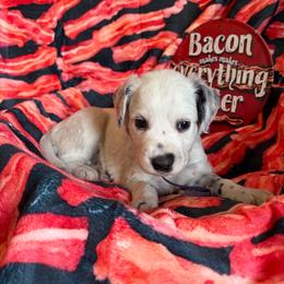 Bagel- Purple(Long Coat) - White and black female Dalmatian puppy in Claremore, Oklahoma from Lotsofdots Dalmatians