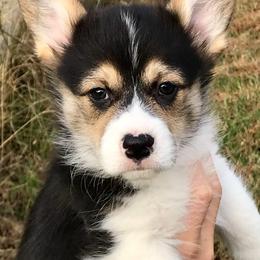 Pembroke Welsh Corgi Puppies from Ranch Hand Corgis