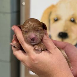 Boy 2 - Red  male Goldendoodle puppy in Wharton, Texas from Little Fur Friends