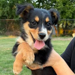 Maggie - Black tri-color female Australian Shepherd puppy in Piedmont, Oklahoma from HeartDriven Aussies