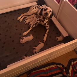 G2 - White and black female Dalmatian puppy in Williamsburg, Ohio from Dewey’s Dals