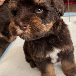 Miniature Schnauzers from Mystical Miniature Schnauzers