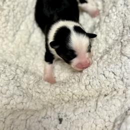 Girl 2 - Black and white female Pomsky puppy in Enumclaw, Washington from Rainier Mountain Pomsky’s LLC