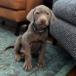 Dilute Retrievers and Labrador Retrievers from Unity Pond Labradors