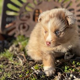 Miniature Australian Shepherds from Tarlton Farm