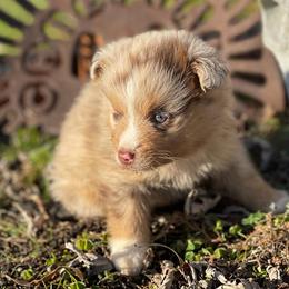 Miniature Australian Shepherds from Tarlton Farm