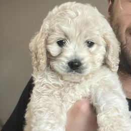 Cockapoo Puppies from East St. Poodles & Doodles