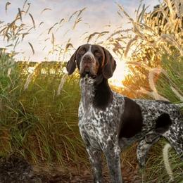 German Shorthaired Pointers from Highpointer German Shorthair Pointers