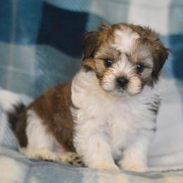 Winter - Brown and white male Shichon puppy in Delta, Colorado from PTK Ranch