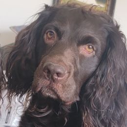 Ruger - Boykin Spaniel